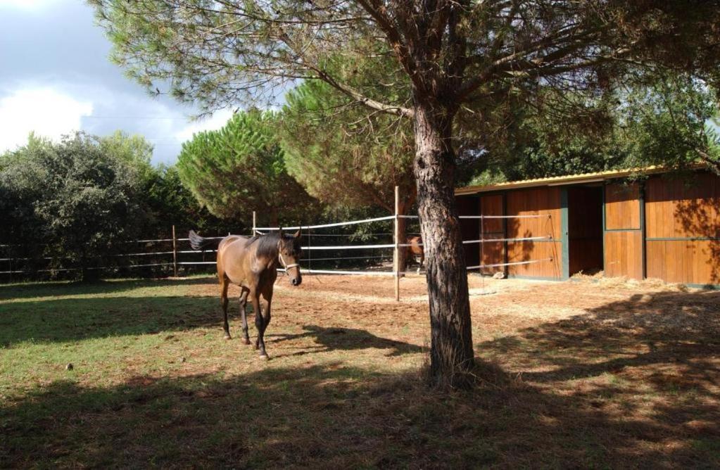 Tenuta Don Monaco - Agriturismo سانتا سيزاريا تيرمي المظهر الخارجي الصورة