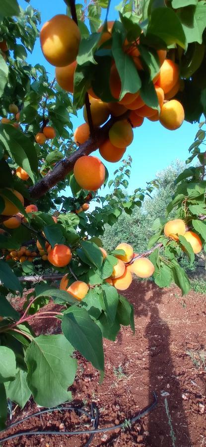 Tenuta Don Monaco - Agriturismo سانتا سيزاريا تيرمي المظهر الخارجي الصورة