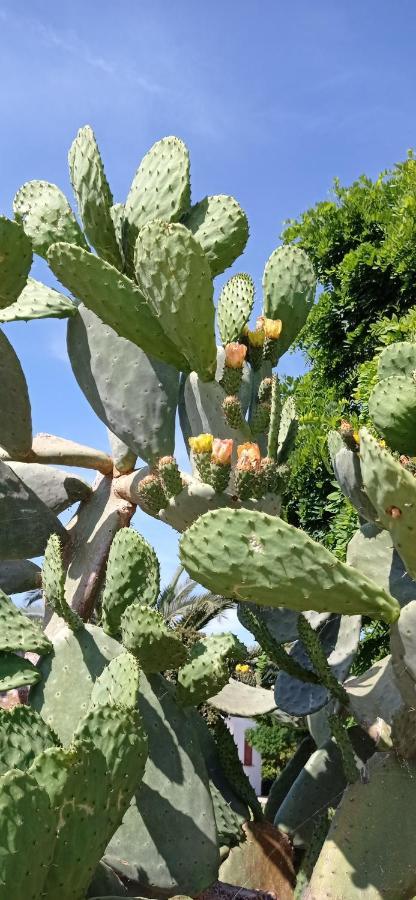 Tenuta Don Monaco - Agriturismo سانتا سيزاريا تيرمي المظهر الخارجي الصورة